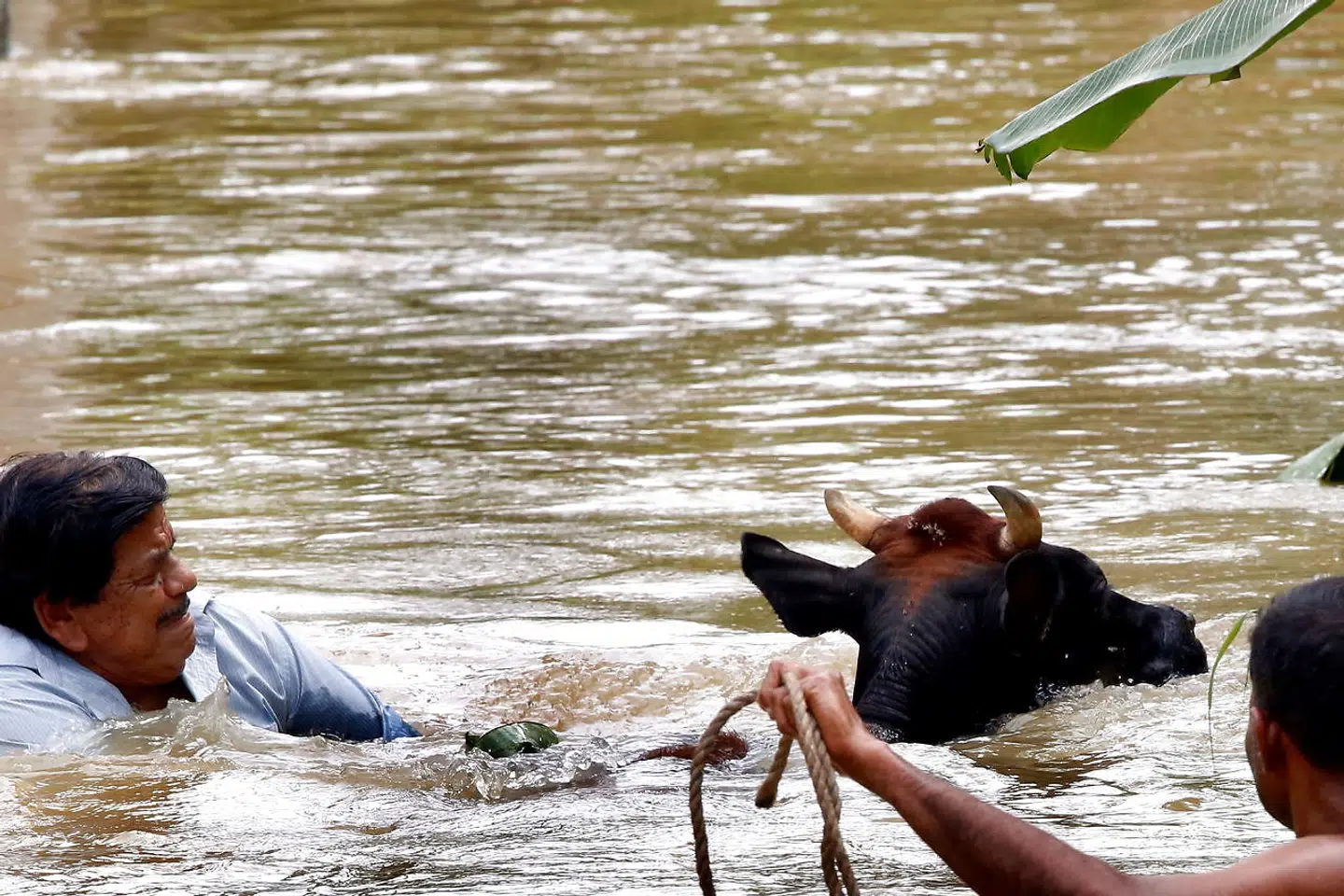 To srilankanere redder en ko i Kelaniya i Colombo den 22. maj.