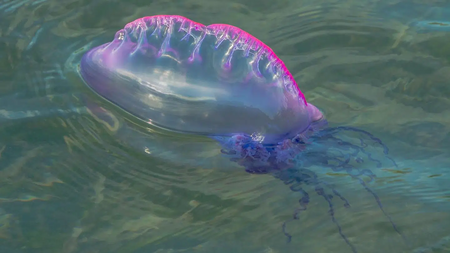 Den ser flot ud, men den portugisiske orlogsmand her er ikke en, man ønsker at komme i nærkontakt med.