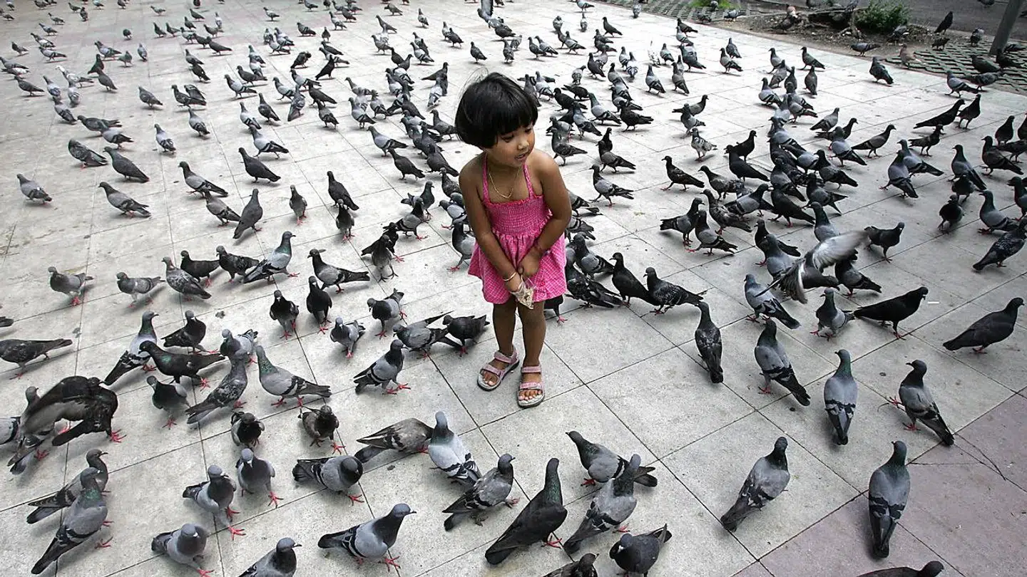 En pige fodrer duer foran det kongelige palads i Bangkok.