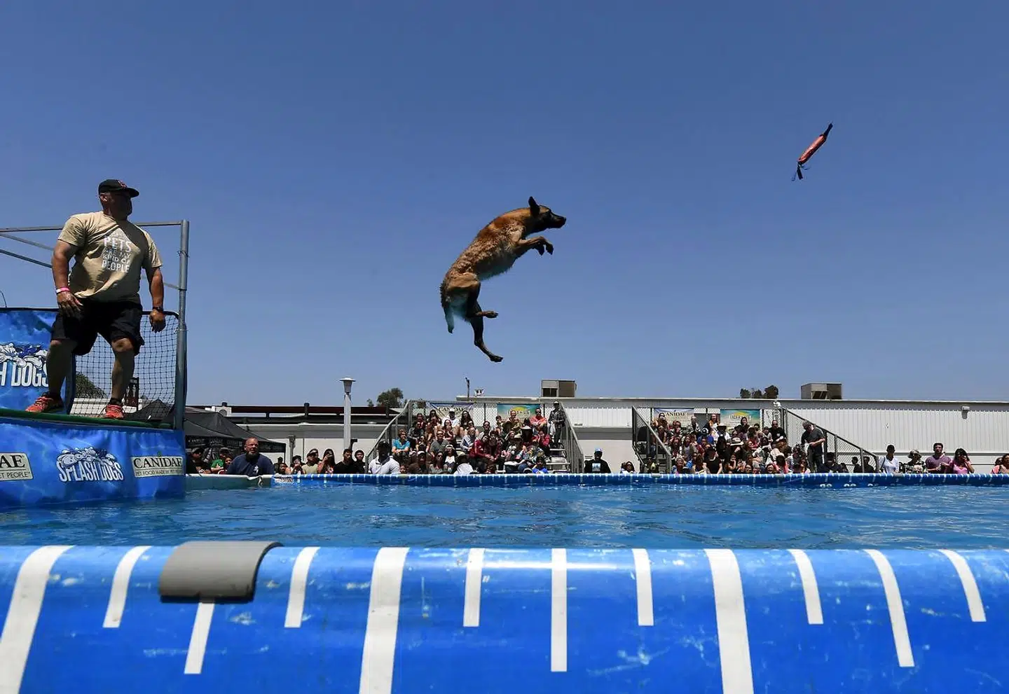 Hundene kan kaste sig forbløffende langt ud i vandet. Her er det Zuma.