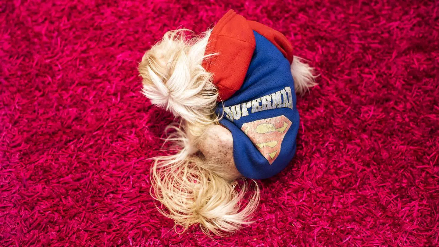 Familiens hund hedder Miklo og er opkaldt efter hovedpersonen i den amerikanske dramafilm Blood In Blood Out. Her ses hunden i et Supermand-outfit.