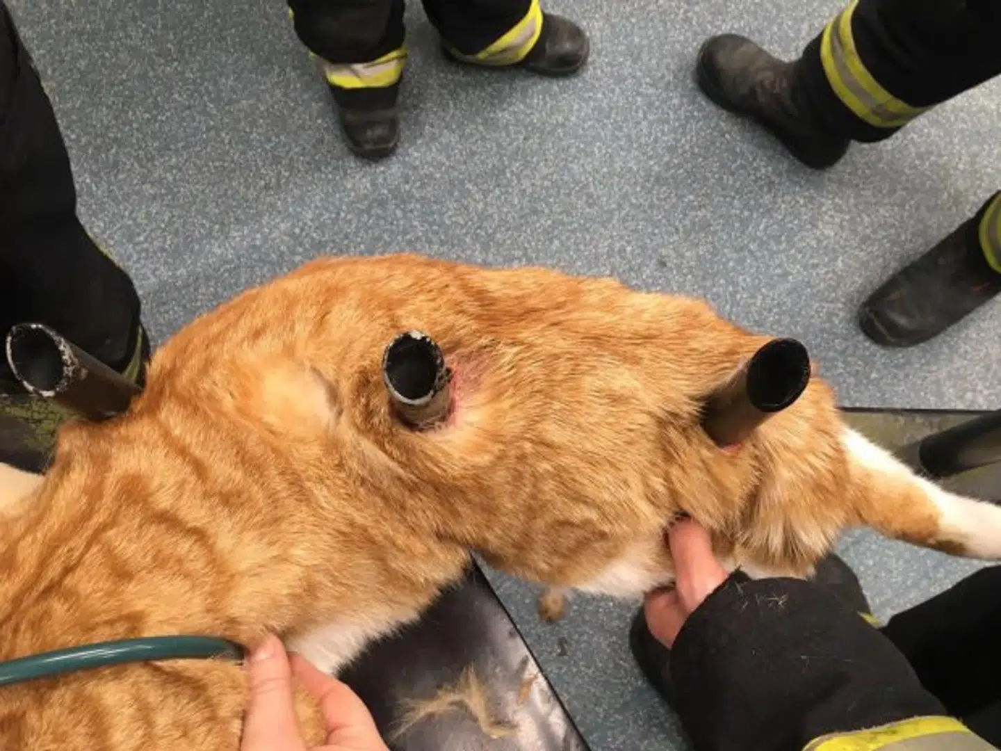 Her er brandvæsenet ved at få katten løsnet fra stakittet.