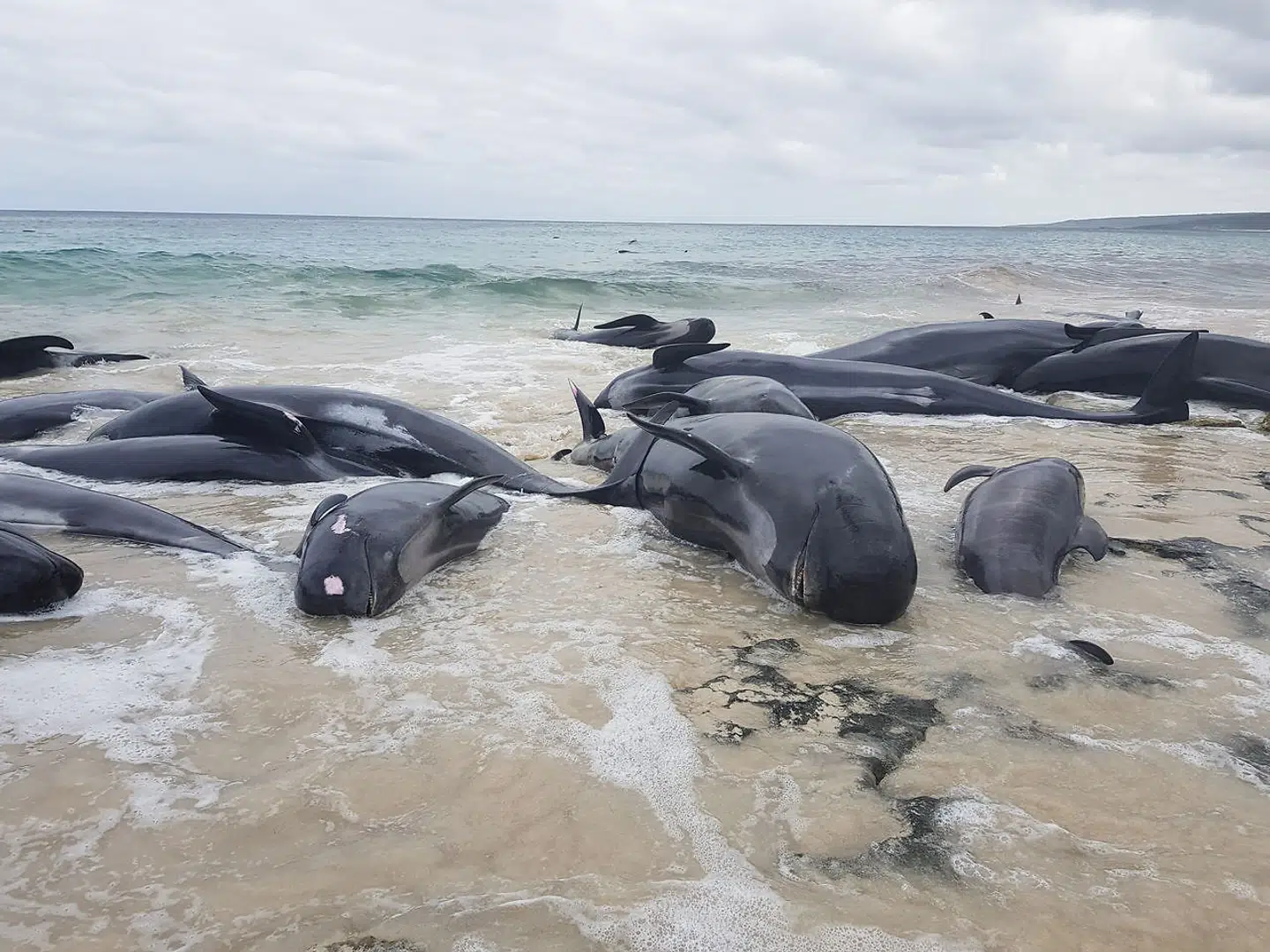 Her ses hvalerne på Hamelin Bay. Den største, kendte stranding skete i New Zealand i 1985. Her strandede 400 grindehvaler, oplyser Naturhistorisk Museum