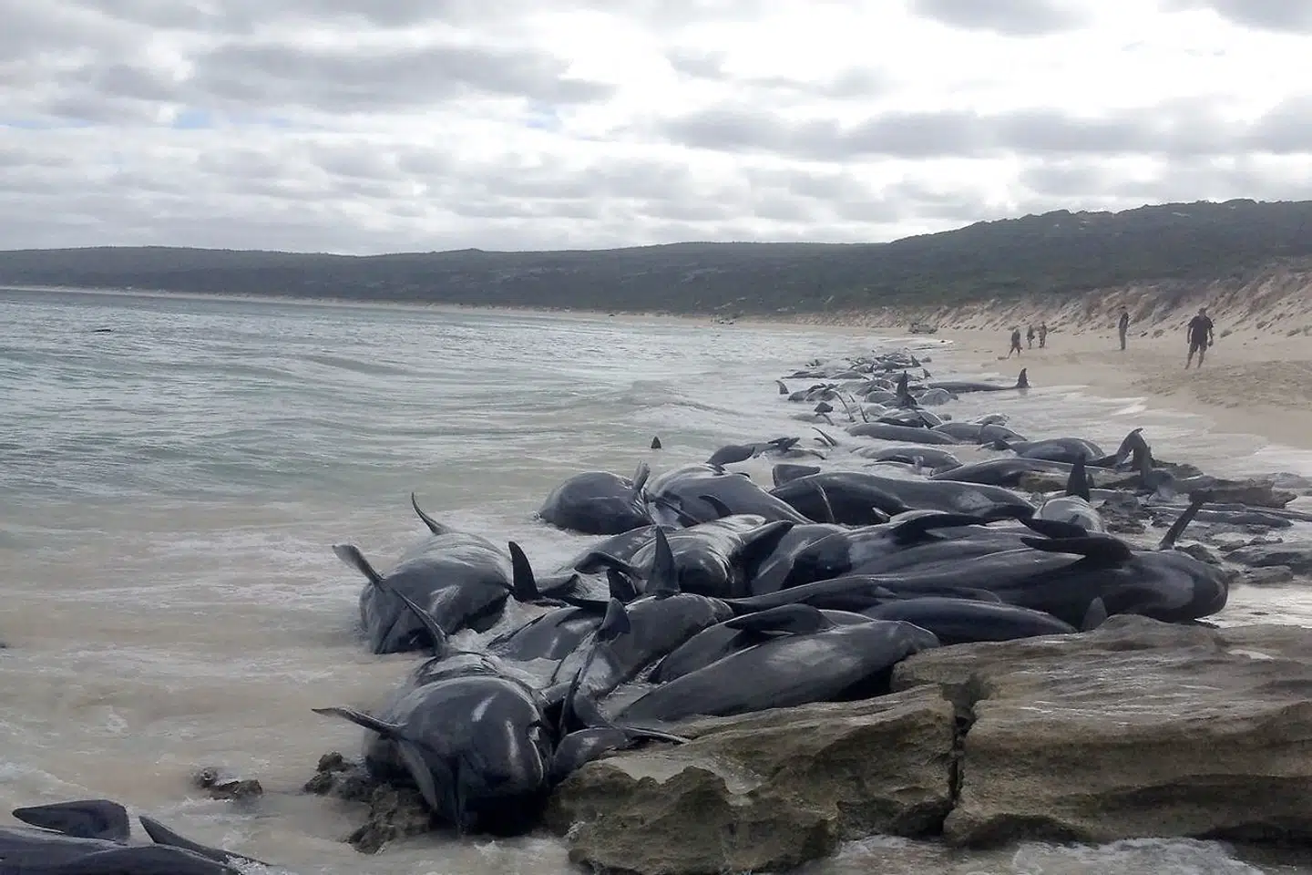 Her ses et billede fra Western Australia Department of Biodiversity Conservation and Attractions, som er blevet frigivet i forbindelse med hvalernes stranding 23. marts 2018. Strandingen blev spottet af en fisker tidligt fredag morgen.