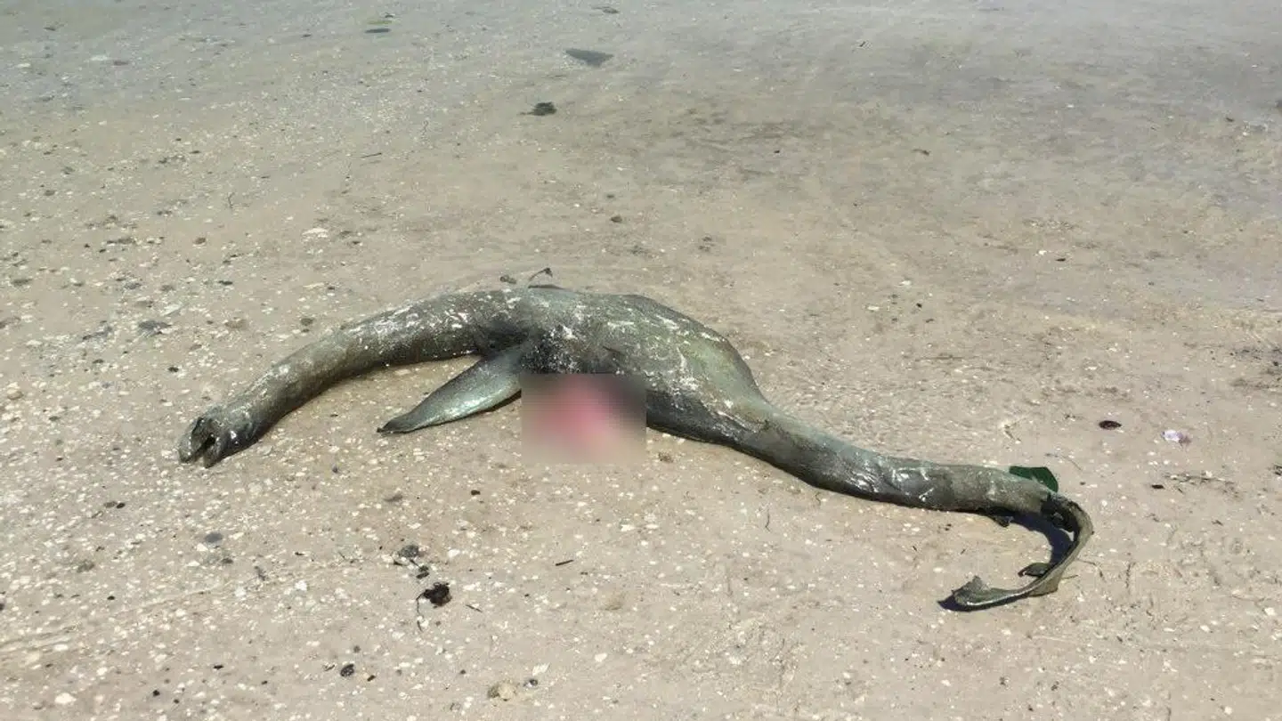 Sådan så Loch Ness monsteret ud, da Jeff Warren tog et billede af den på en strand i Georgia, USA.