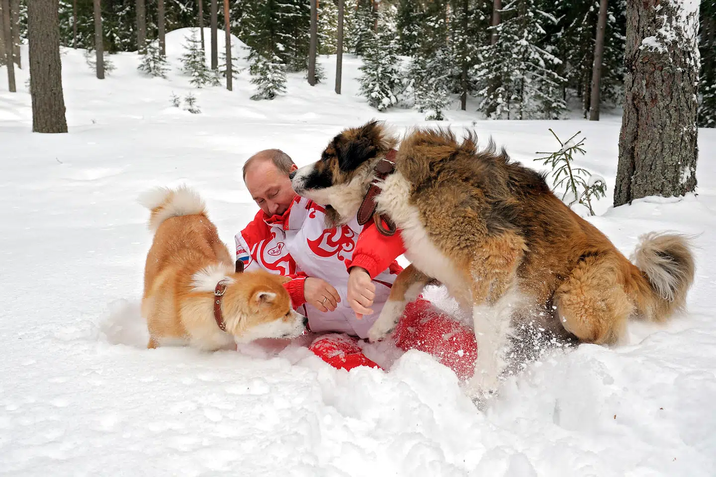 Putin ruller sig i sneen med sine to andre hunde, 'Buffy' og 'Yume'.