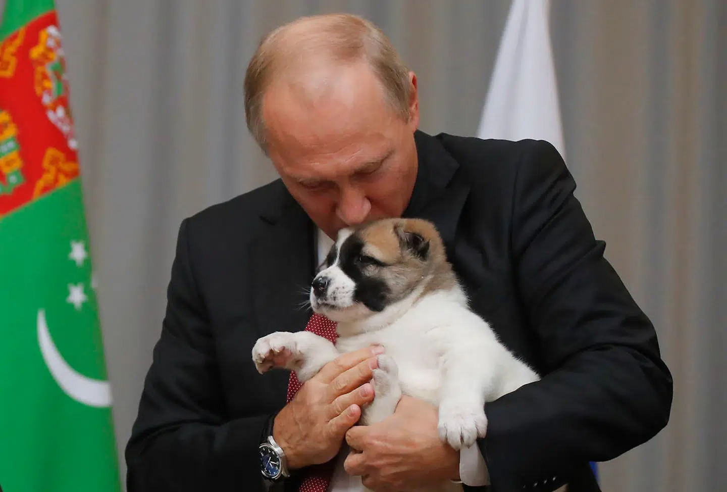 Hunden Verni er seneste skud på Putins hundestamme. Han elsker dyr. Og altså ikke mindst hunde.