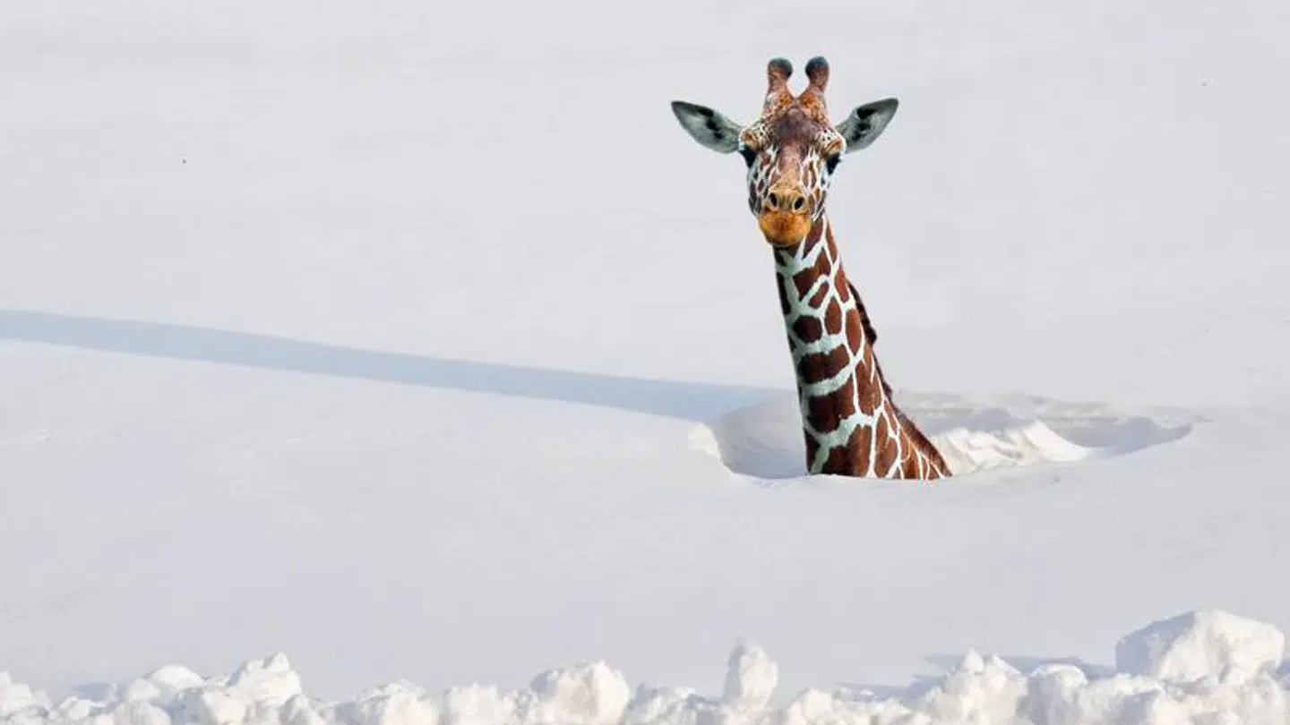 Billedet af en giraf i sneen, der har fået stor udbredelse på sociale medier, er photoshoppet af fotografen Jens Stolt.