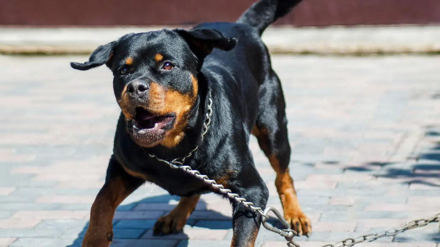 Arkivfoto. En rottweiler har været skyld i en lille piges død i Australien.