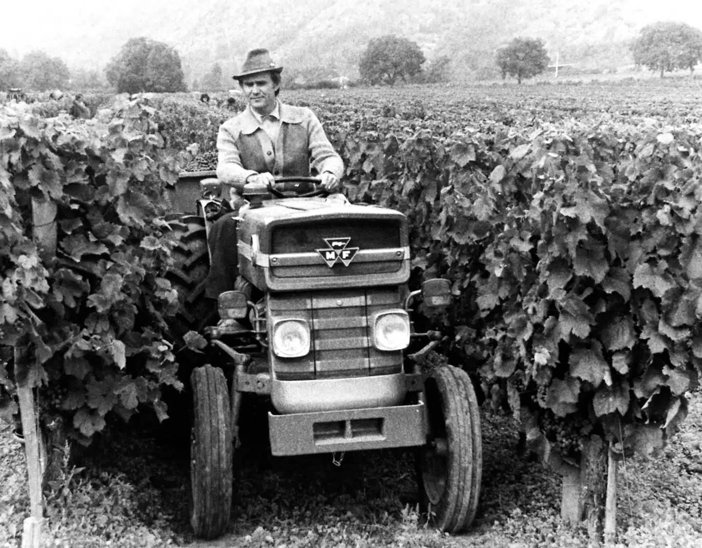 Prins Henrik i vinmarkerne omkring Chateau de Cayx i Cahors i Frankring i 1978. Hans Kongelige Højhed Prins Henrik sov tirsdag den 13. februar kl. 23.18 stille ind på Fredensborg Slot, skriver Kongehuset i en pressemeddelse, onsdag den 14. februar 2018.. (Foto: Jørgen Jessen/Scanpix 2018)