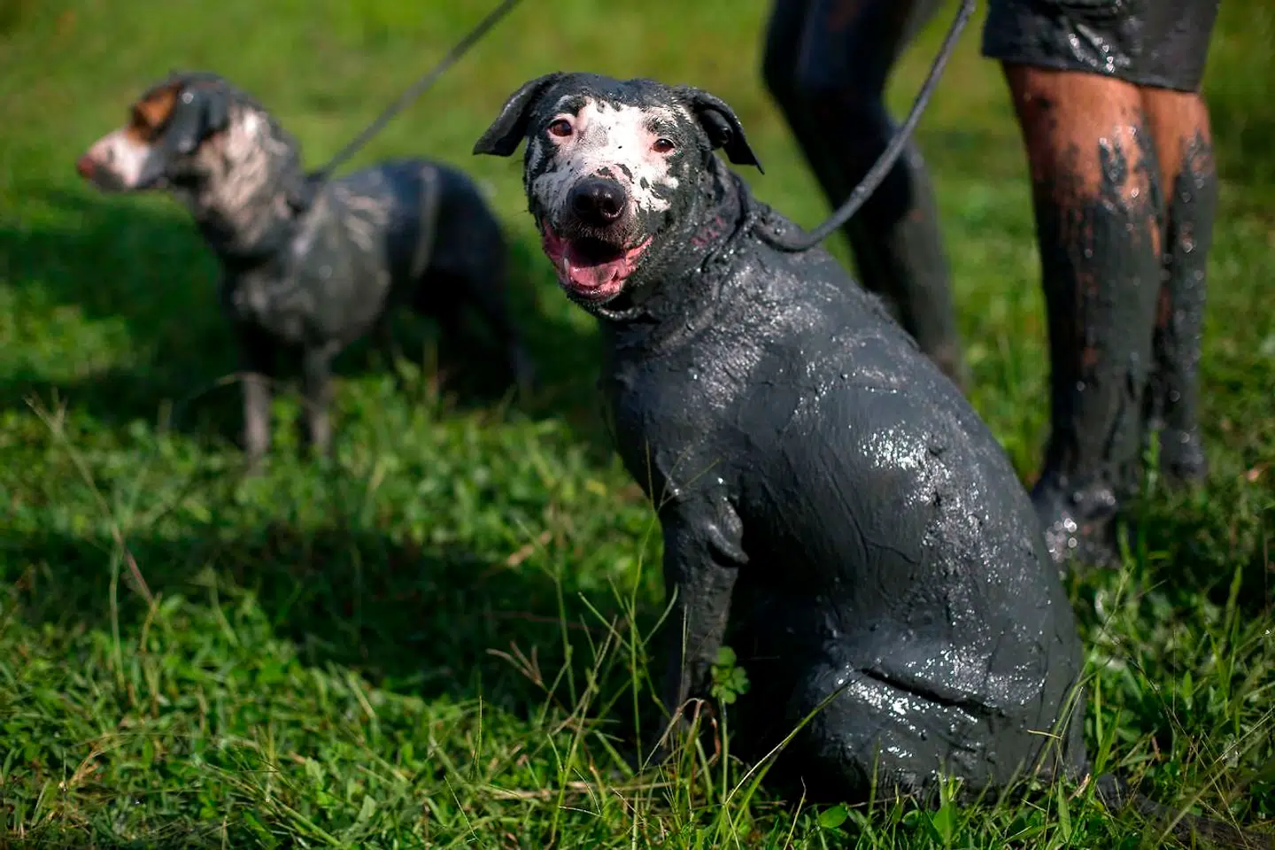Selv hundene deltager i festen.