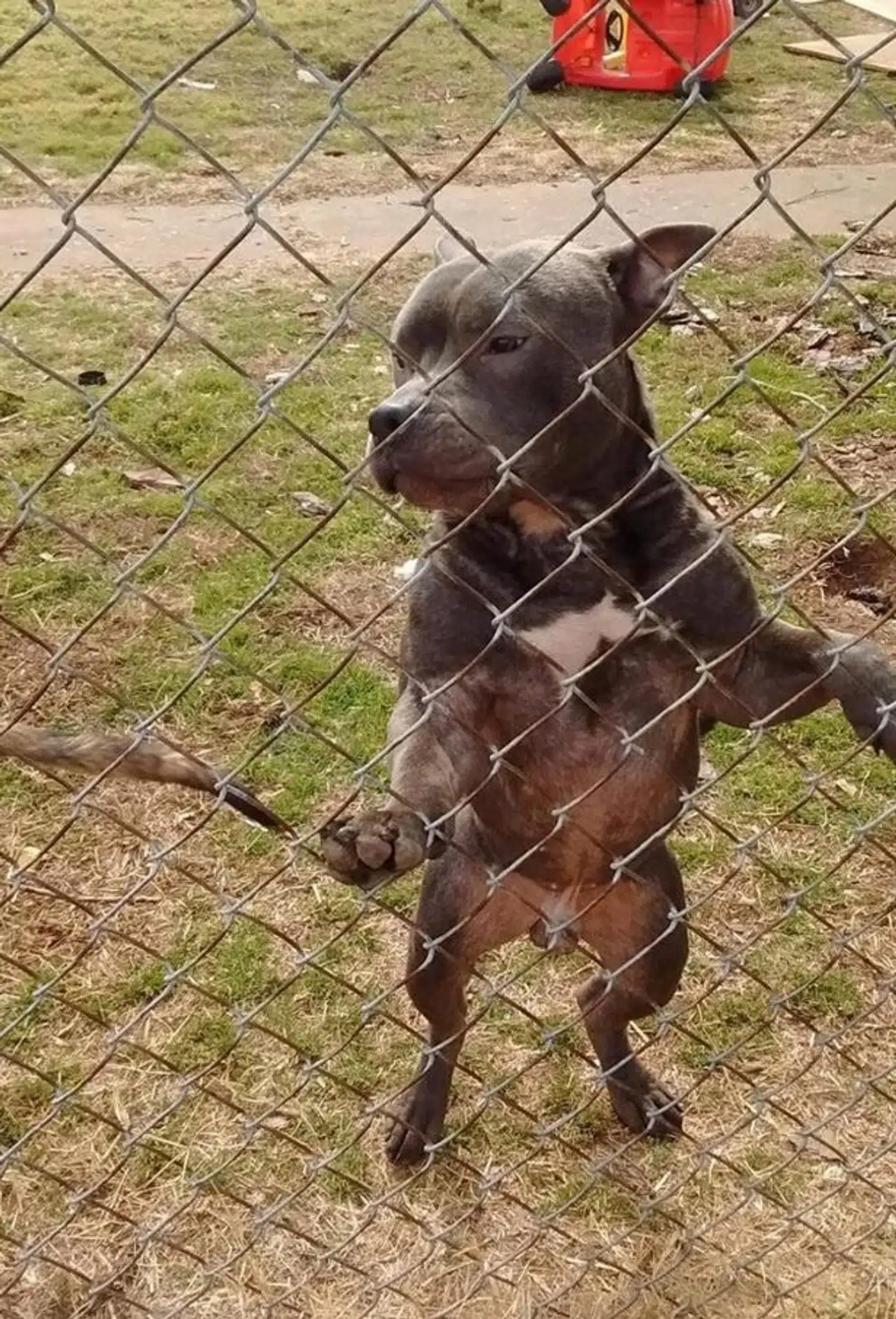 Hunden. Remington, blev straks efter skudt af politiet.