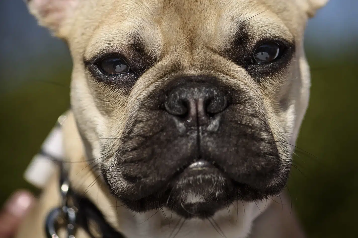 Højesteret har onsdag afgjort, hvad straffen skal være til to mænd i en sag om ulovlig import af over 100 hundehvalpe. Hunden på billedet har ikke noget med sagen at gøre. (Arkivfoto). Niels Ahlmann Olesen/Ritzau Scanpix
