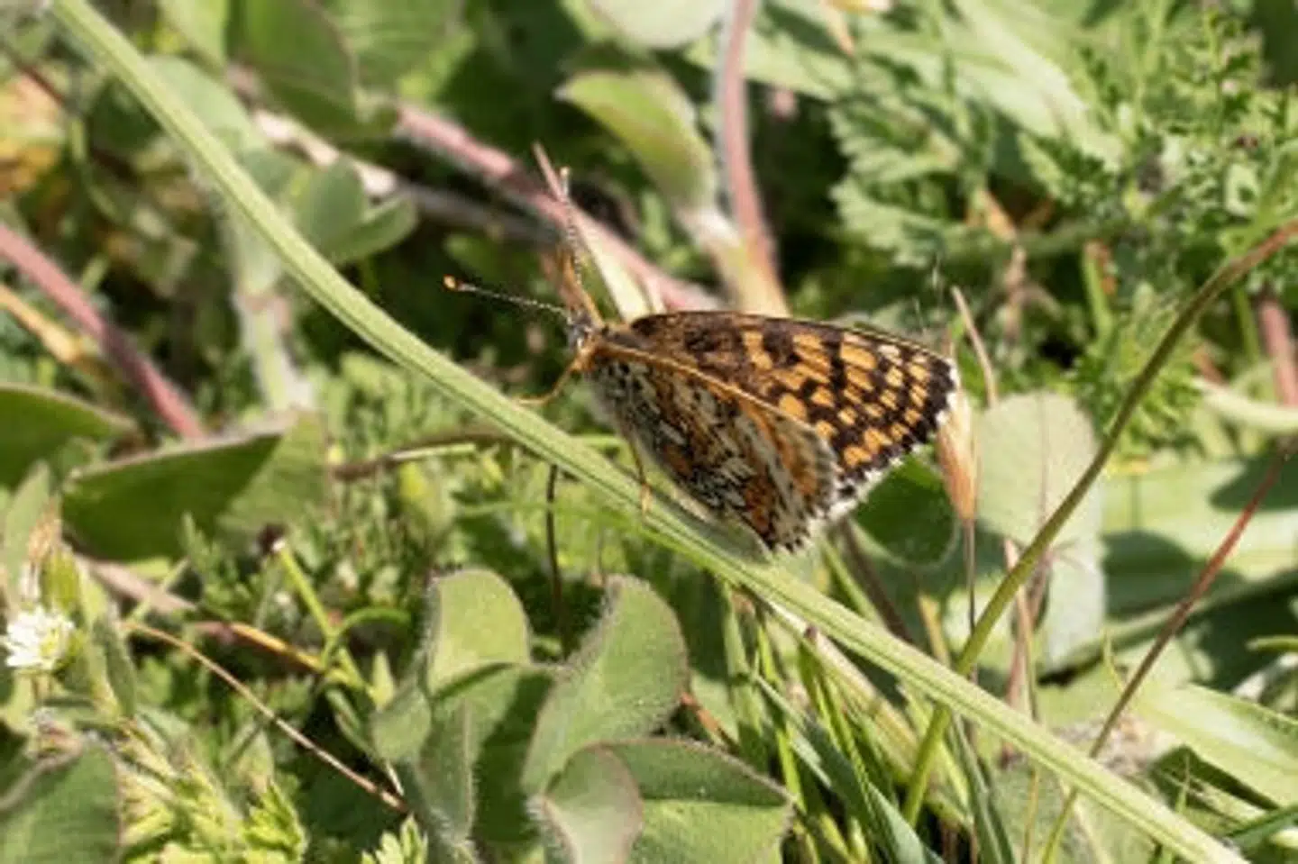 Okkergul pletvinge-sommerfuglen betegnes som sårbar. (Arkivfoto). Jonas Lysholdt Ejderskov/WWF Verdensnaturfonden/Free