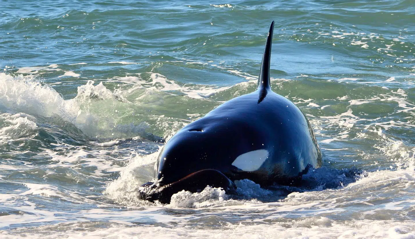 Når spækhuggere er kendt som »dræberhvaler«, skyldes det deres voldsomme jagtteknik. De har været ufarlige for mennesker, indtil angrebene ved den Iberiske Halvø begyndte i 2020.