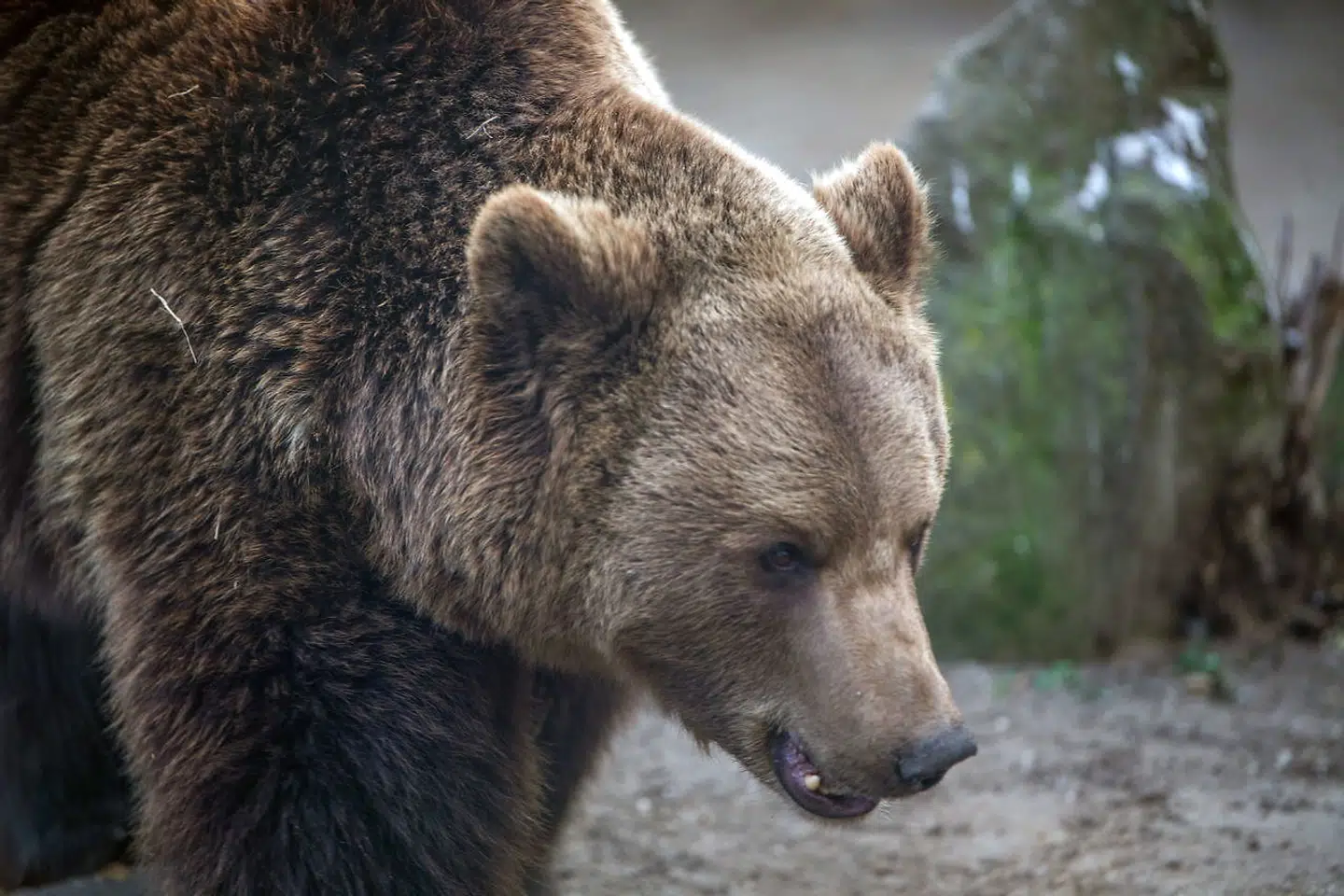epa09723067 Hugi, the brown bear (Ursus arctos) of the Budapest Zoo, walks around his enclosure during a sunny day in Budapest, Hungary, 02 February 2022. According to a traditional folk belief, if the lethargic bear comes out of its cave and sees its shadow on 02 February, it will return to sleep, meaning the country must brace for a longer winter. If, on the other hand, there are clouds in the sky, spring will arrive soon and the bear will come out of hibernation. EPA/Zoltan Balogh HUNGARY OUT