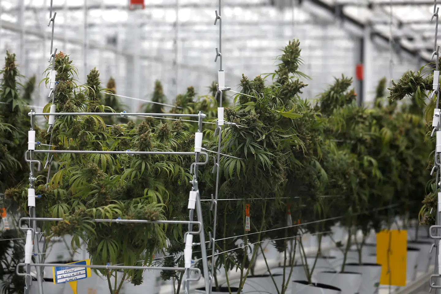 Cannabis plants grow inside the Tilray factory hothouse in Cantanhede, Portugal April 24, 2019. REUTERS/Rafael Marchante