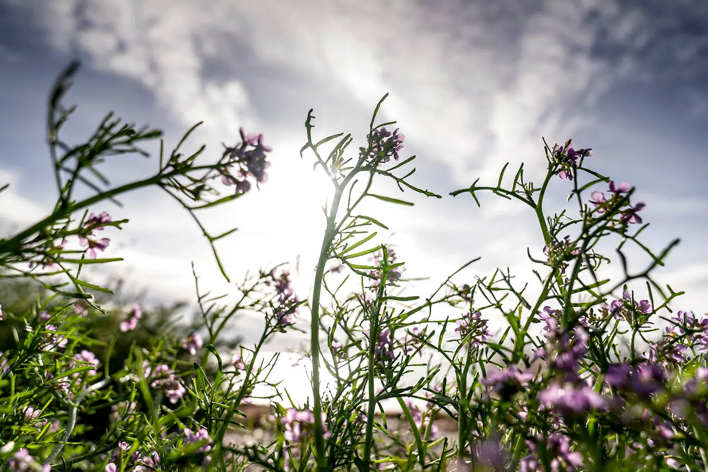 Efterår ved Ishøj Strand, onsdag den 14. oktober 2020.. (Foto: Mads Claus Rasmussen/Ritzau Scanpix)