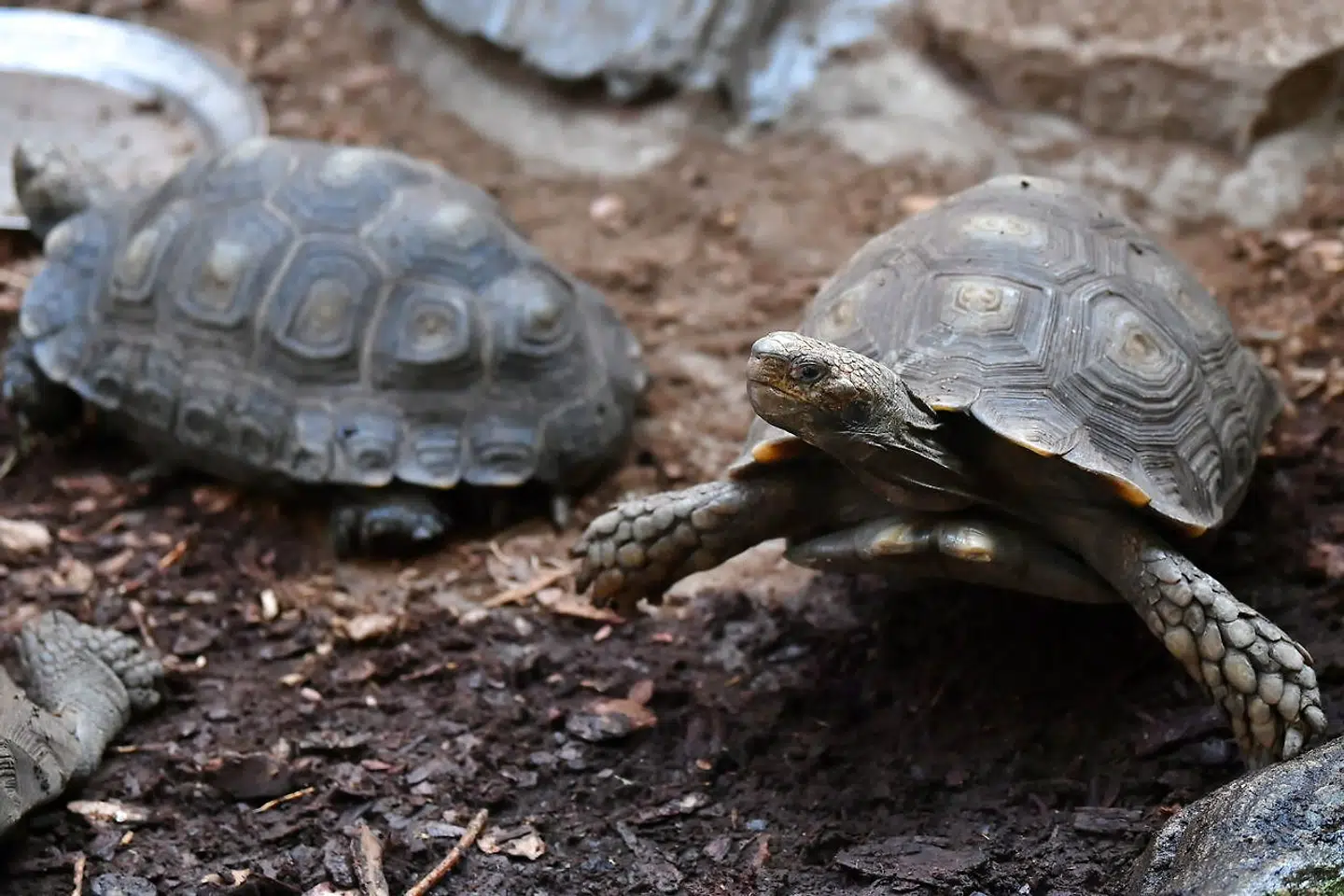 Historien om skildpadden og haren handler kort fortalt om en hare og en skildpadde, der skal løbe om kap. Haren forventer at vinde dysten, men ender som bekendt med at tabe, fordi haren - efter at have skabt sig et forspring - falder i søvn, så skildpadden overhaler den og vinder.
