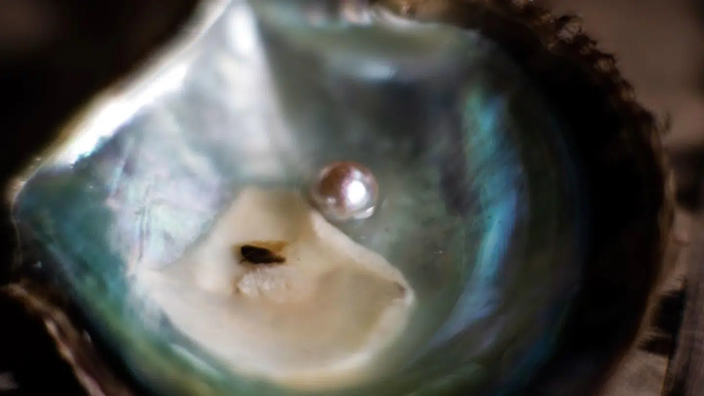 Du kan læse mere om, hvorfor det er en god idé at være spredt på mere end ét marked her (arkivfoto)