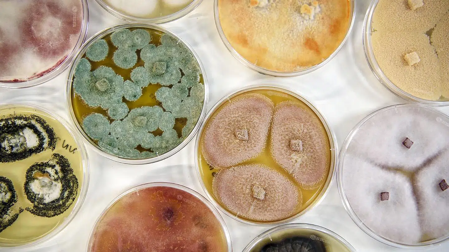 Novozymes er blandt verdens førende aktører inden for enzymer og mikroorganismer.