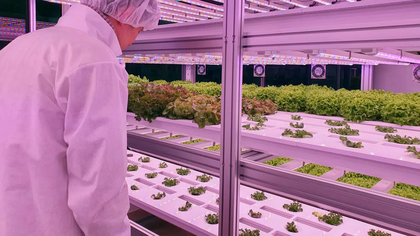 Her ses et eksempel på, hvordan selskabet forestiller sig at dyrke afgrøder i højden i stedet for på store marker.