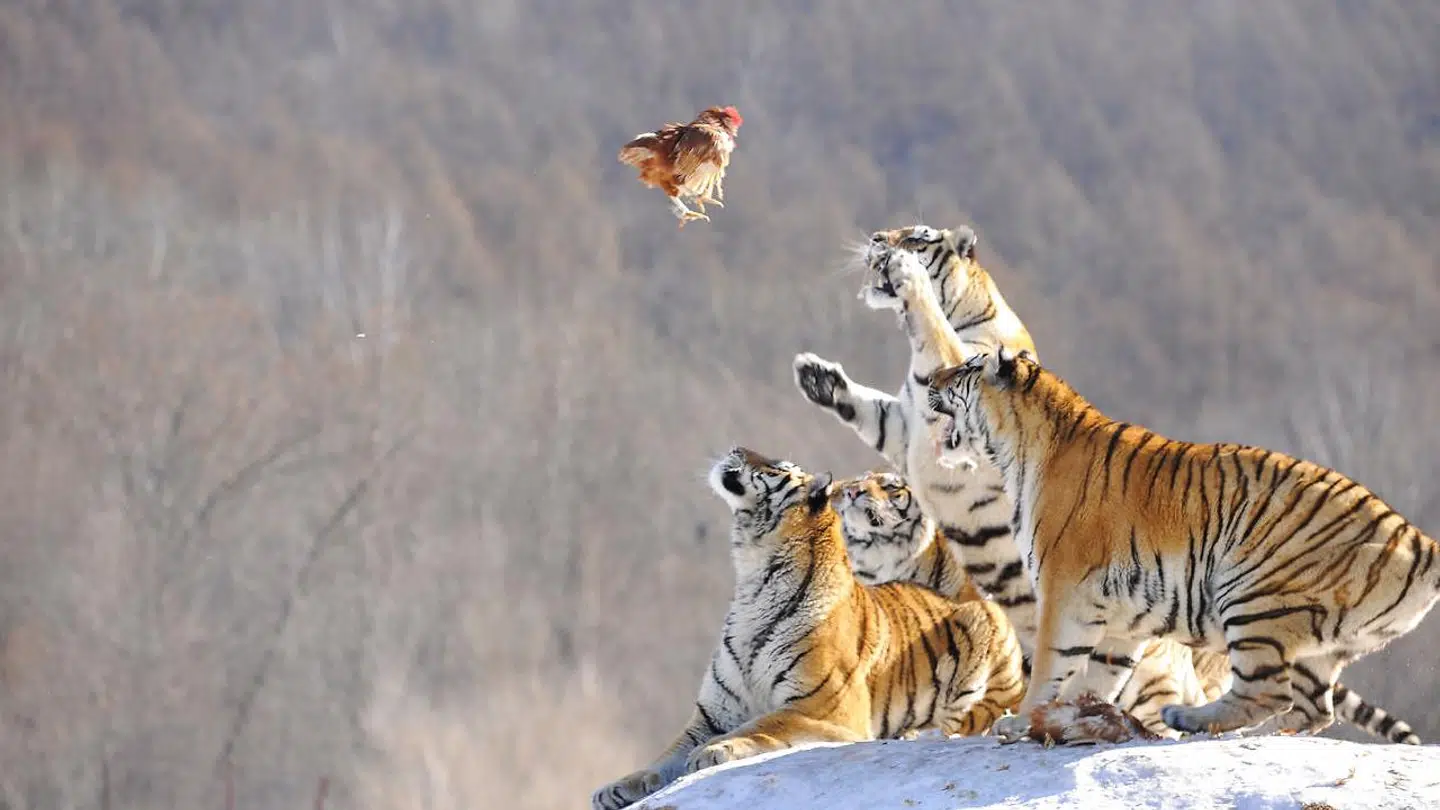 Slå til, når aktiemulighederne byder sig, lyder rådet.