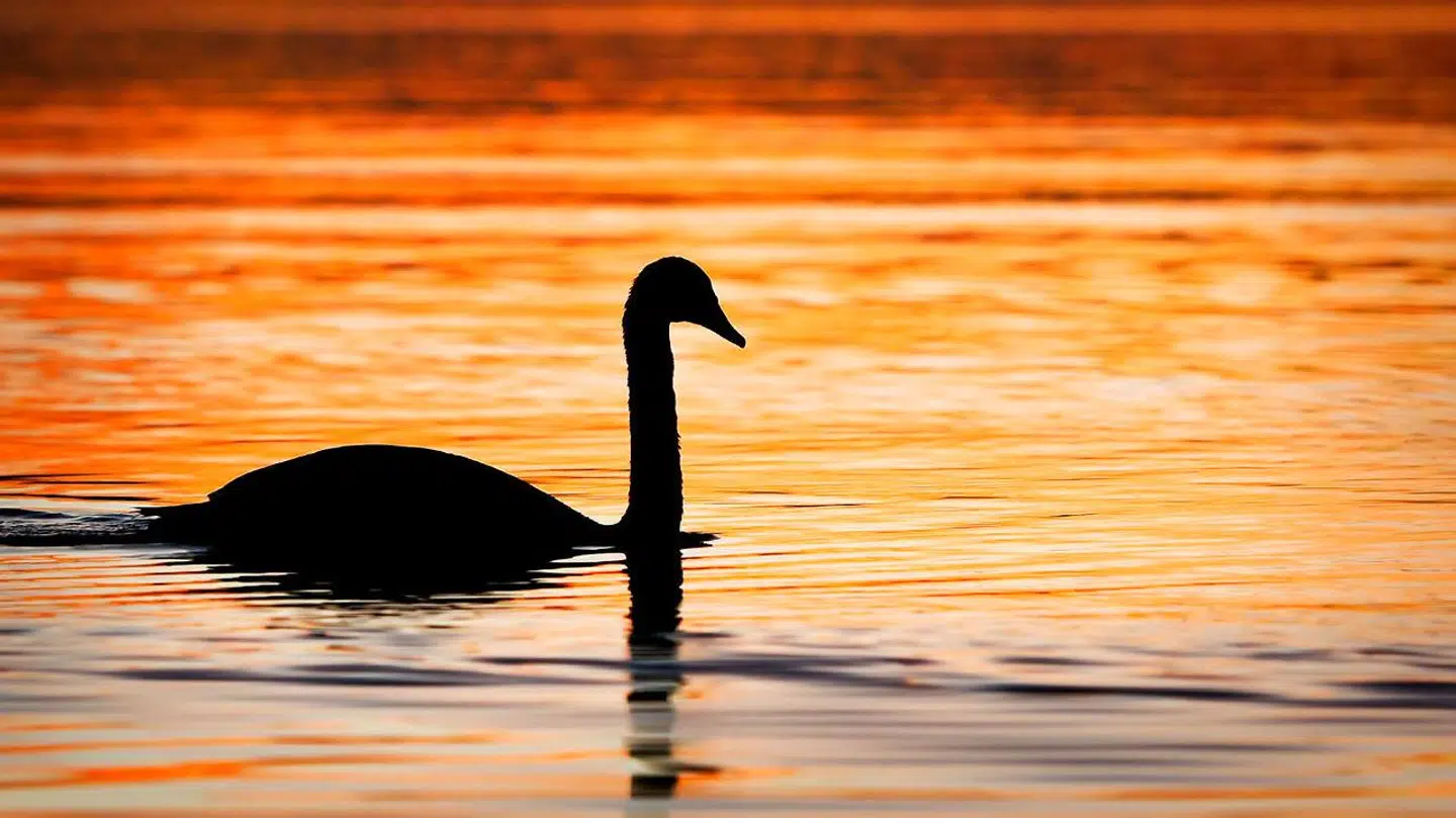 Sorte svane-kapitalfonde forfølger en strategi, hvor de via risikostyring forsøger at beskytte sig selv mod massive nedturer på aktiemarkederne.