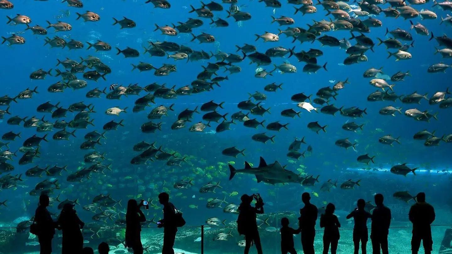 Hvis du en vis mængde aktier, så gør det ikke noget, hvis en af dem falder til bunds.