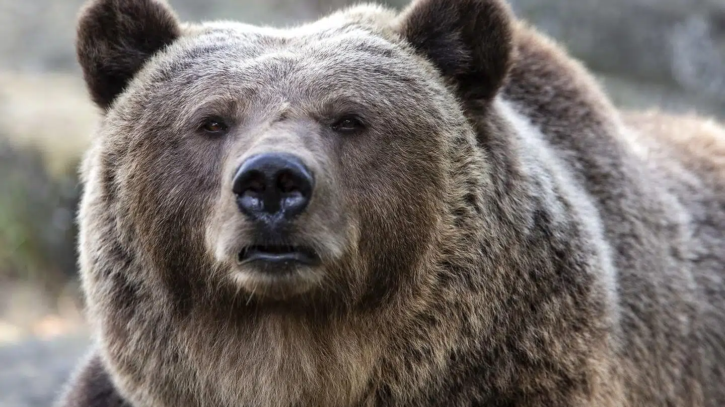 Når det går nedad på aktiemarkedet, kaldes markedet typisk for et bear market (bjørnemarked, red.). Modsætning er et bull-marked, hvor aktiekurserne stiger.