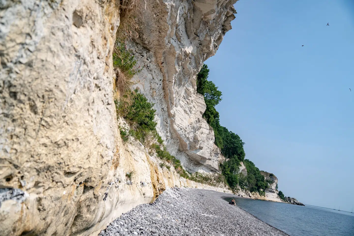 I maj blev fredningen af Stevns Klint erklæret ugyldig af Retten i Roskilde. Nu anker Miljø- og Fødevareklagenævnet dommen til landsretten. (Arkivfoto).