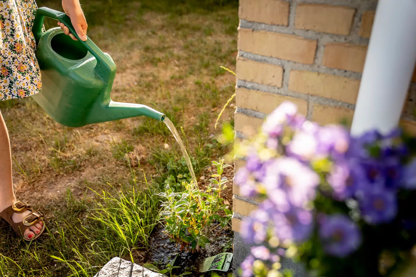 Sommeren er allerede knastør, og sådan kan det meget vel fortsætte, vurderer DMI.