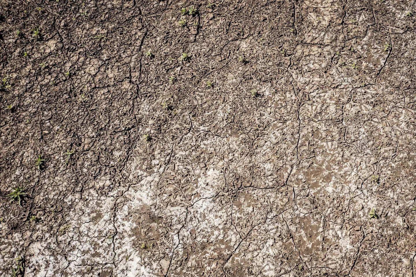 Den historiske tørke har sat sit præg på den danske natur. Her ses konsekvenserne for jorden i Gilleleje i Nordsjælland. (Arkivfoto). Mads Claus Rasmussen/Ritzau Scanpix