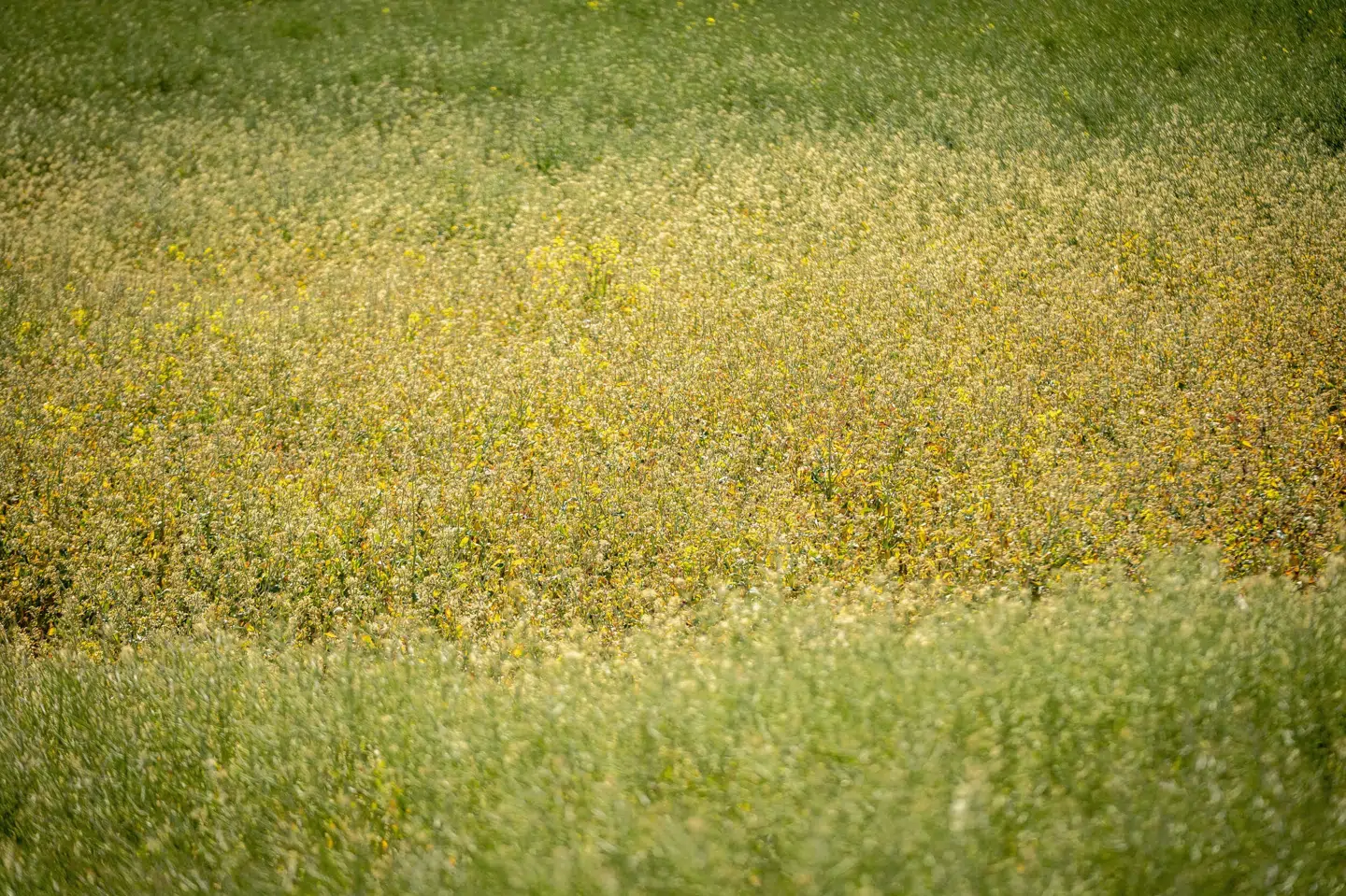 Danmarks Meteorologiske Institut (DMI) satte i weekenden det landsdækkende tørkeindeks op på 10,0 – det højeste niveau på skalaen. (Arkivfoto.)