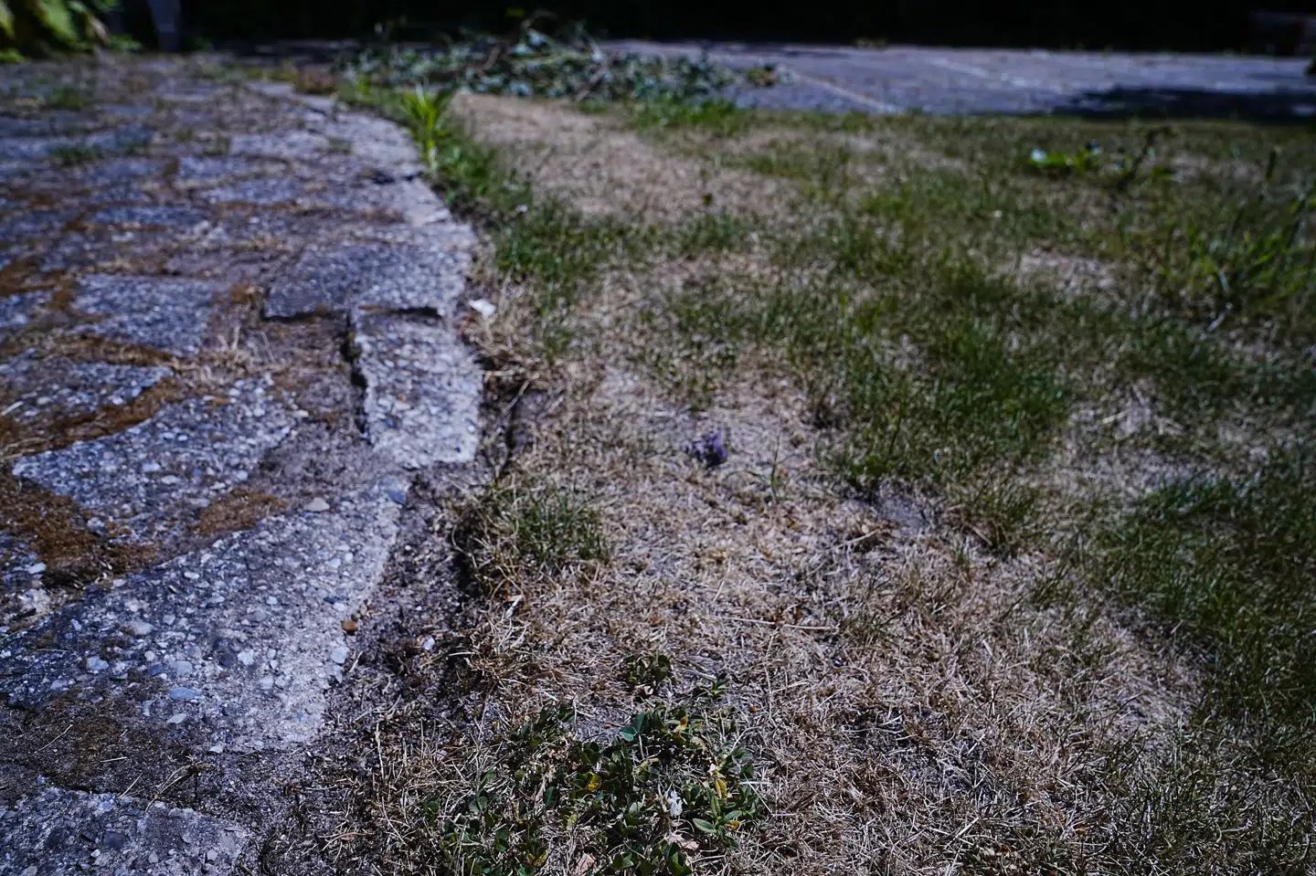 Det er knastørt i Danmark lige nu. Torsdag kan der falde et par millimeter regn flere steder lokalt, det er dog ikke nok til at ændre på den massive tørke, der er i Danmark lige nu, lyder det fra DMI. (Arkivfoto). Bo Amstrup/Ritzau Scanpix