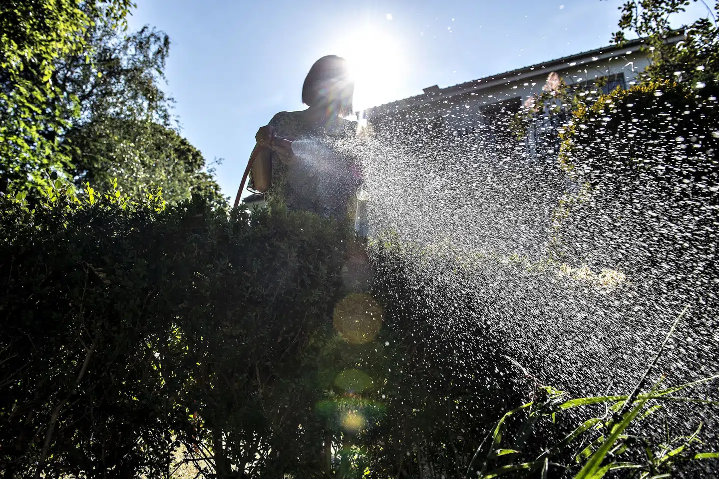 Vandværker vurderer, at det særligt er vandinger i haver og opfyldning af havepools, som er det, der bruger mest vand under tørken i Danmark. Derfor opfordrer mange vandværker til at spare på vandet og lade græsplænen være. (Arkivfoto). Henning Bagger/Ritzau Scanpix