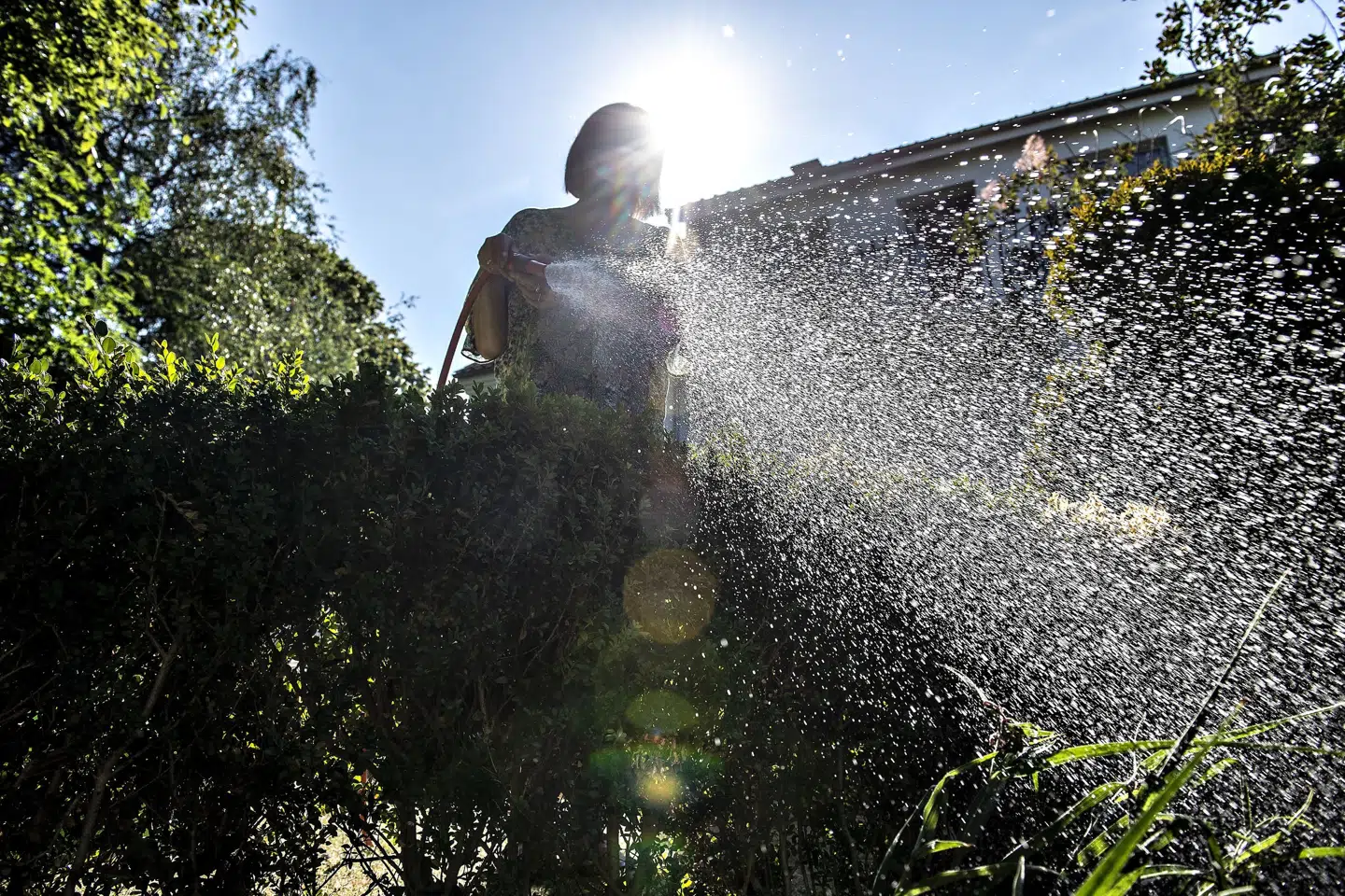 Vandværker vurderer, at det særligt er vandinger i haver og opfyldning af havepools, som er det, der bruger mest vand under tørken i Danmark. Derfor opfordrer mange vandværker til at spare på vandet og lade græsplænen være. (Arkivfoto). Henning Bagger/Ritzau Scanpix