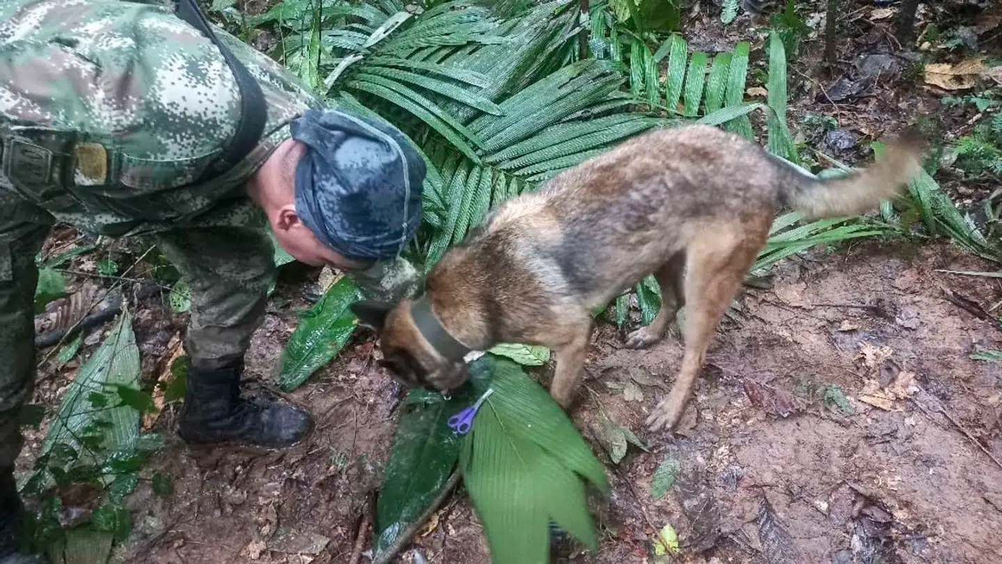 En soldat og en hund tjekker spor i skovbunden i forbindelse med eftersøgningen af børnene.