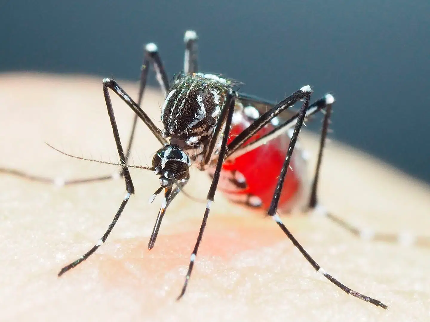 En aedes aegypti-myg.