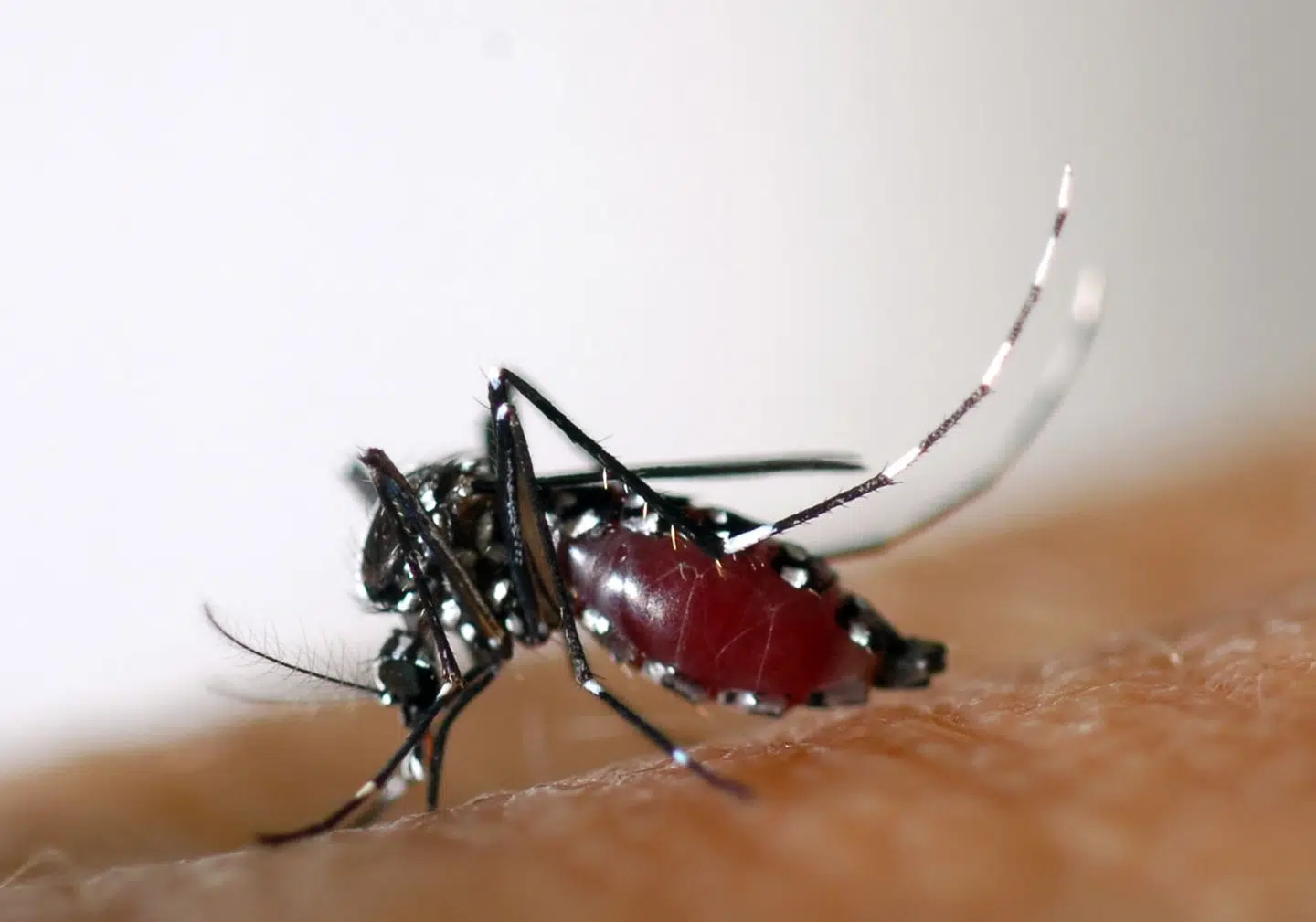 En aedes albopictus-myg.