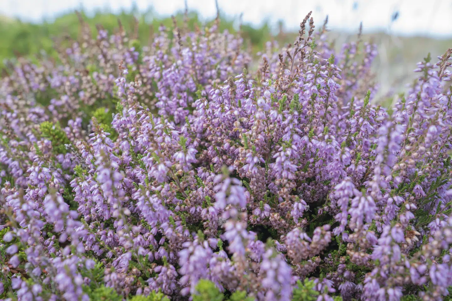 Heden med den karakteristiske hedelyng er grobund for sjældne planter, dyr og insekter. Men hedearealerne er stærkt truet, vurderer forsker. (Arkivfoto).