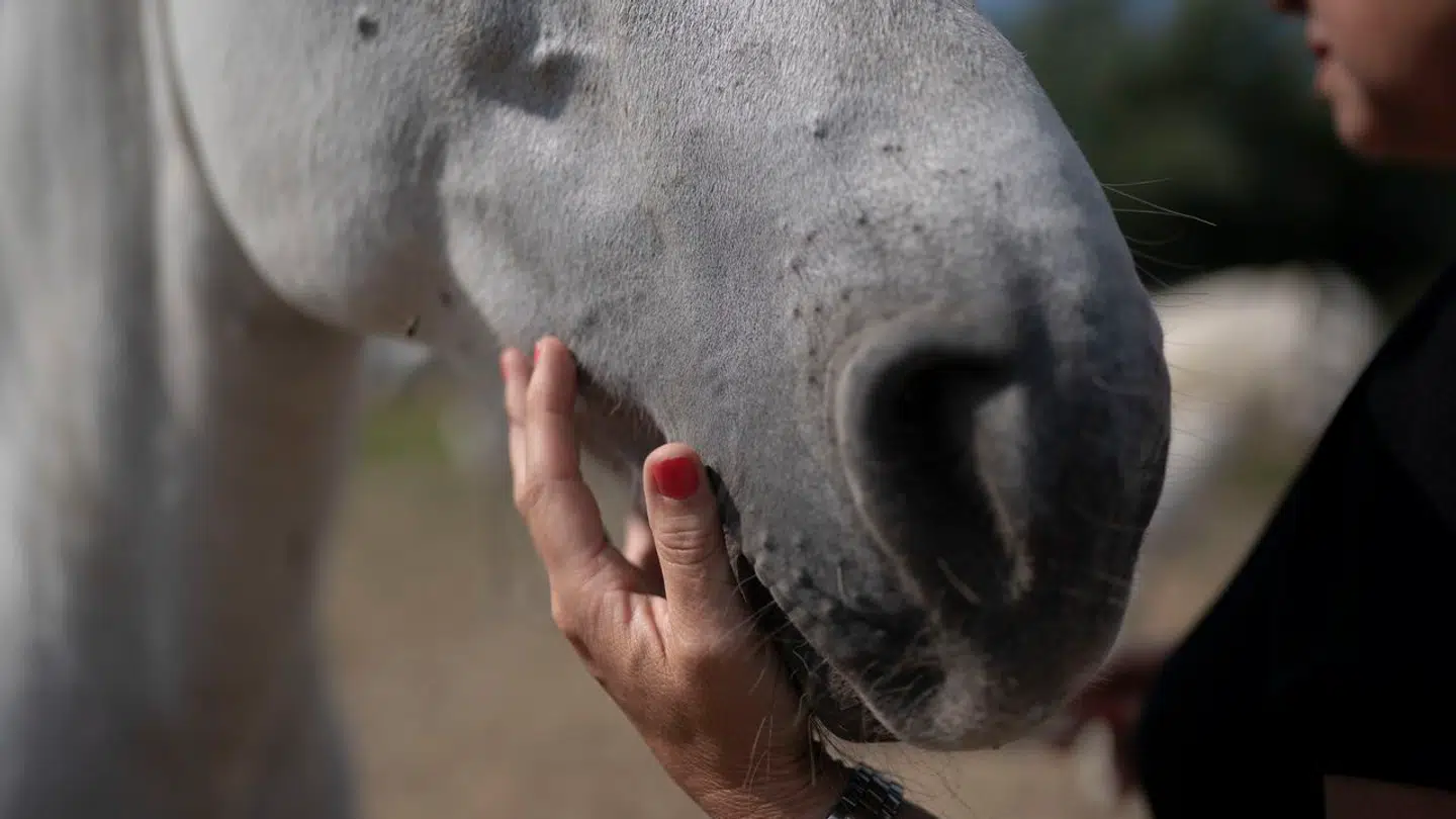 En 58-årig kvinde blev lokket om bag sin ejendom af to kvindelige tricktyve, der ville snakke om heste. Arkivfoto