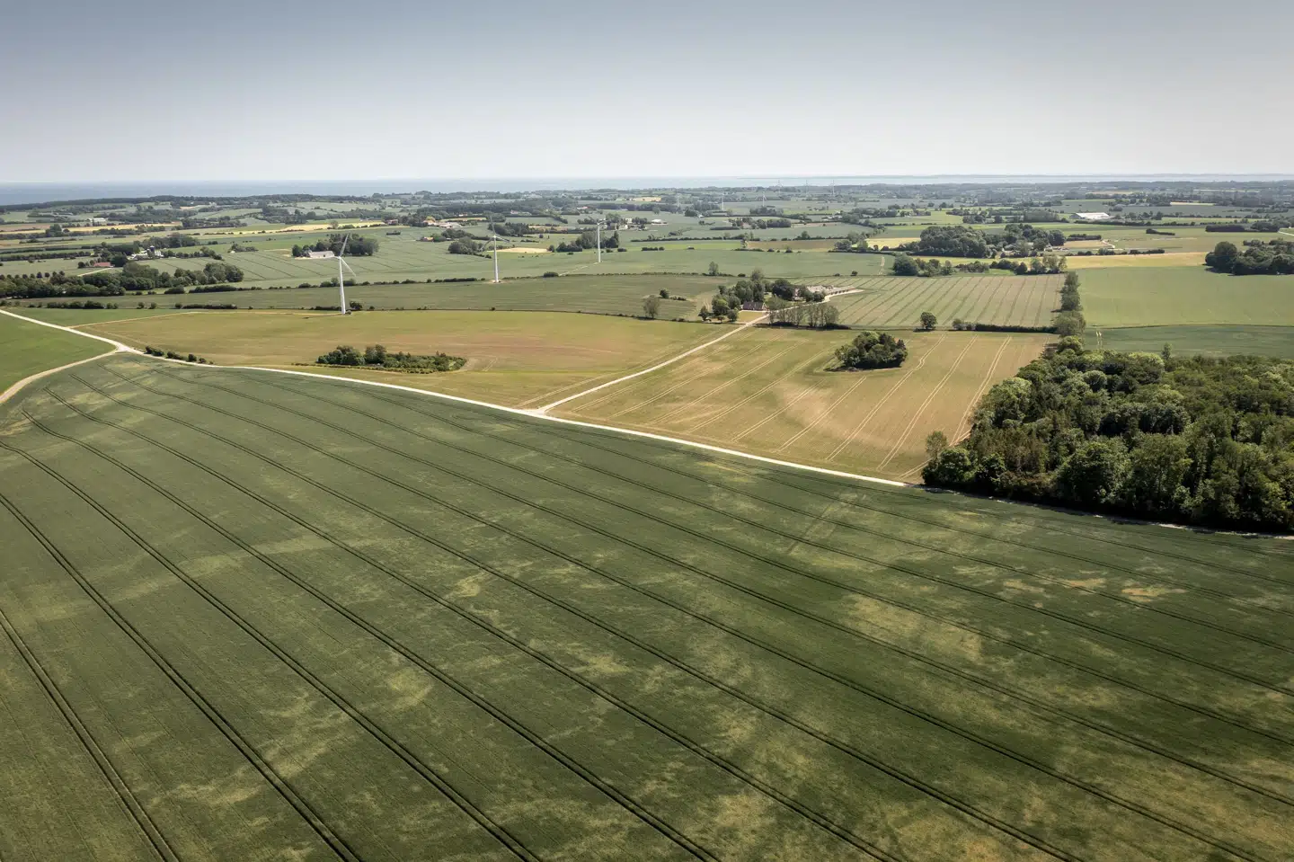 Efter 26 dages tørke regnede det i Danmarks i mandags. (Arkivfoto). Mads Claus Rasmussen/Ritzau Scanpix