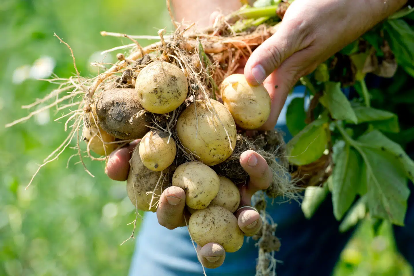Reglone er et sprøjtemiddel, der eksempelvis kan få kartoffelplanter til at visne, når kartoflerne har nået den ønskede størrelse. (Arkivfoto).
