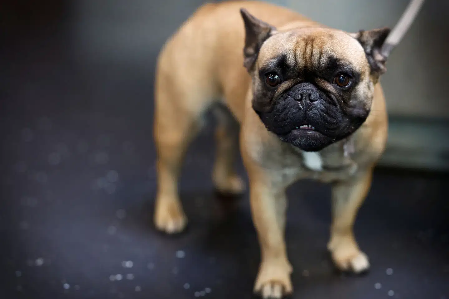 Med et særligt halsbånd har forskere fra Finland målt 24 hundes søvn, hvoraf 12 er hunderacer med flade snuder. Ni af dem er franske bulldogs som den på billedet. De fladsnudede hunde lider af dårlig søvn og har øget risiko for søvnapnø, viser studiet. (Arkivfoto). Piroschka Van De Wouw/Reuters
