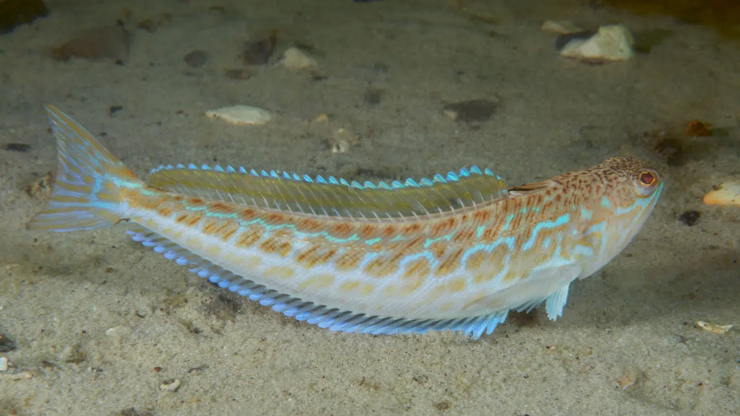 De små giftpigge sidder gemt mellem hovedet og rygfinnen.