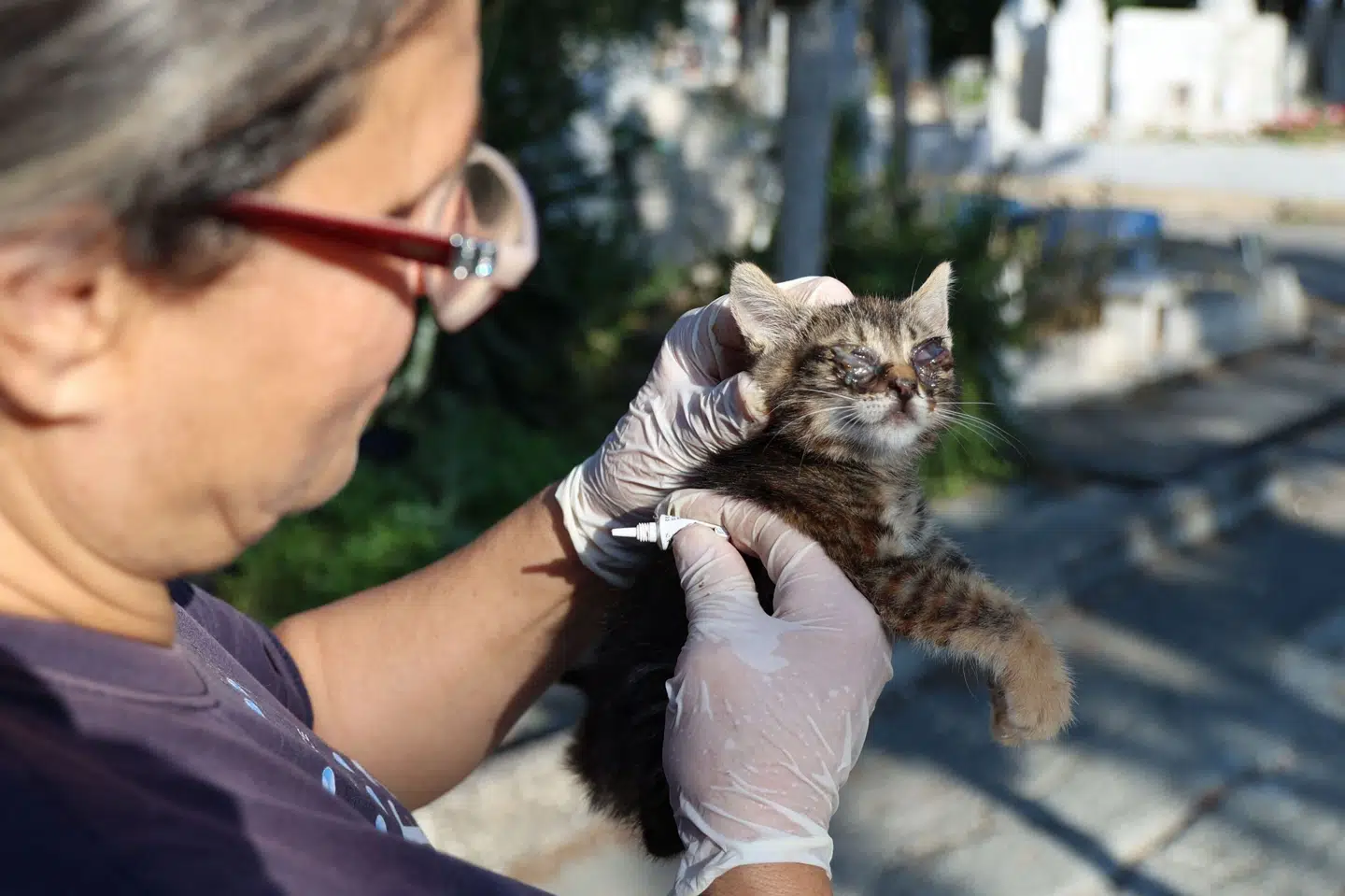 En dyrelæge tilser en blind kat ved en kirkegård i Cyperns hovedstad, Nicosia. (Arkivfoto). Christina Assi/Ritzau Scanpix
