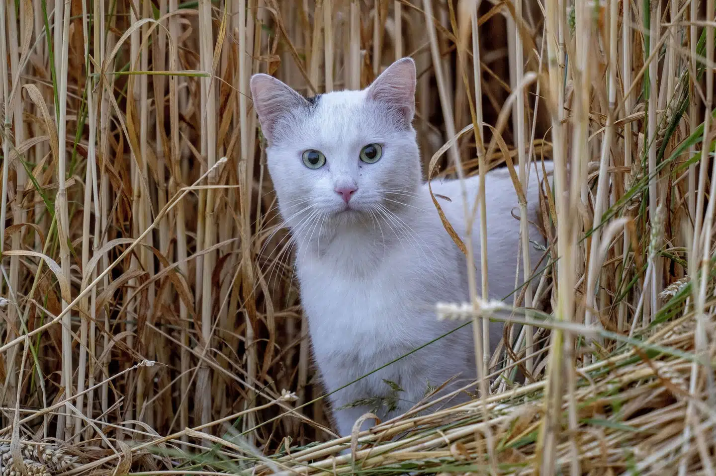 En huskat på en kornmark i Tyskland. Den Europæiske Myndighed for Fødevaresikkerhed mener, at katten burde holdes inden døre for ikke at risikere at blive smittet med fugleinfluenza.  A cat looks out of a corn field in the outskirts of Frankfurt, Germany, as the sun rises om Sunday, July 9, 2023. (AP Photo/Michael Probst) Michael Probst/Ritzau Scanpix