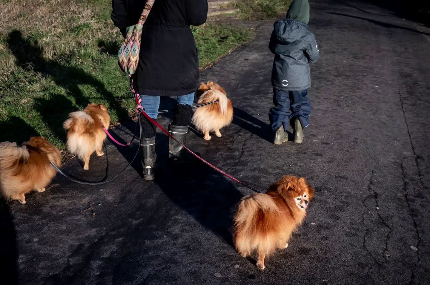 Arkivfoto: Det er ikke nødvendigt, at hunde- og katteejere i Danmark holder deres kæledyr inden døre på grund af fugleinfluenza.