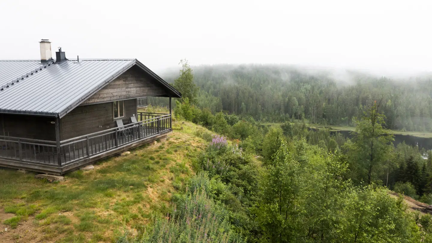 Tågen lægger sig tæt i trætoppene om morgenen.